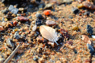 Feather in sand