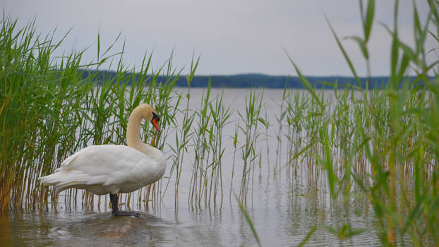 [3840x2160 4K] Swan