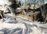 Icy Feathers by Alphafisk