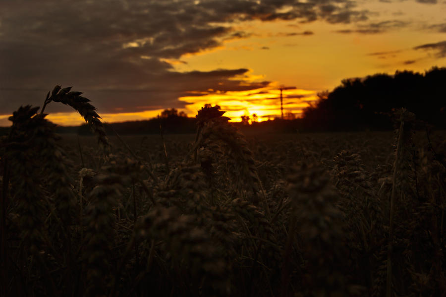 The wheat of life