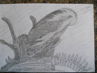 Xenomorph