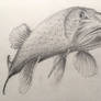 Bored Fish