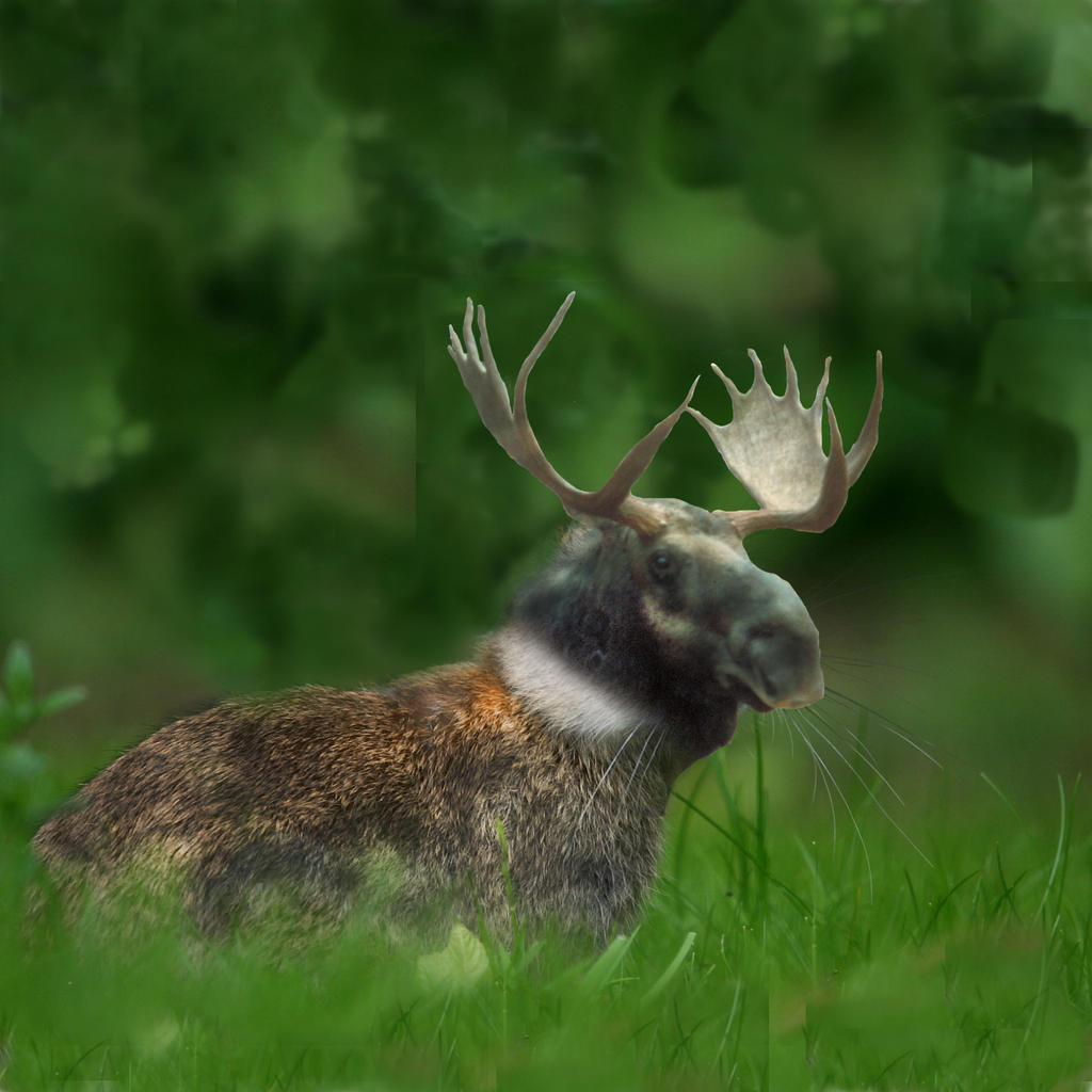 Moose Rabbit Bucking Moose Rabbit Room (#8) Hotels For Rent In West