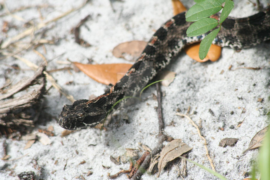 Pygmy Rattle Baby Pygmy Rattlesnake Pictures at Raymond Gillespie blog