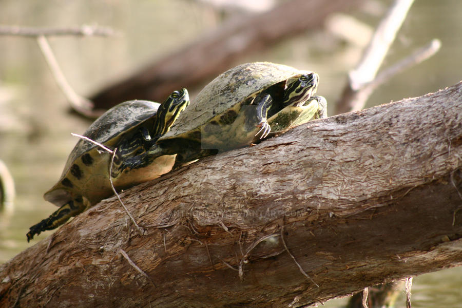 Crying Turtle by AnthonyAN on DeviantArt