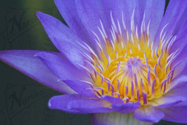 Bright Purple Flower