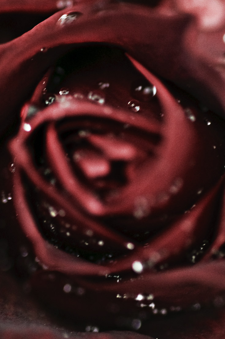 Sad Looking Roses sad sad rose by Zerokul on DeviantArt
