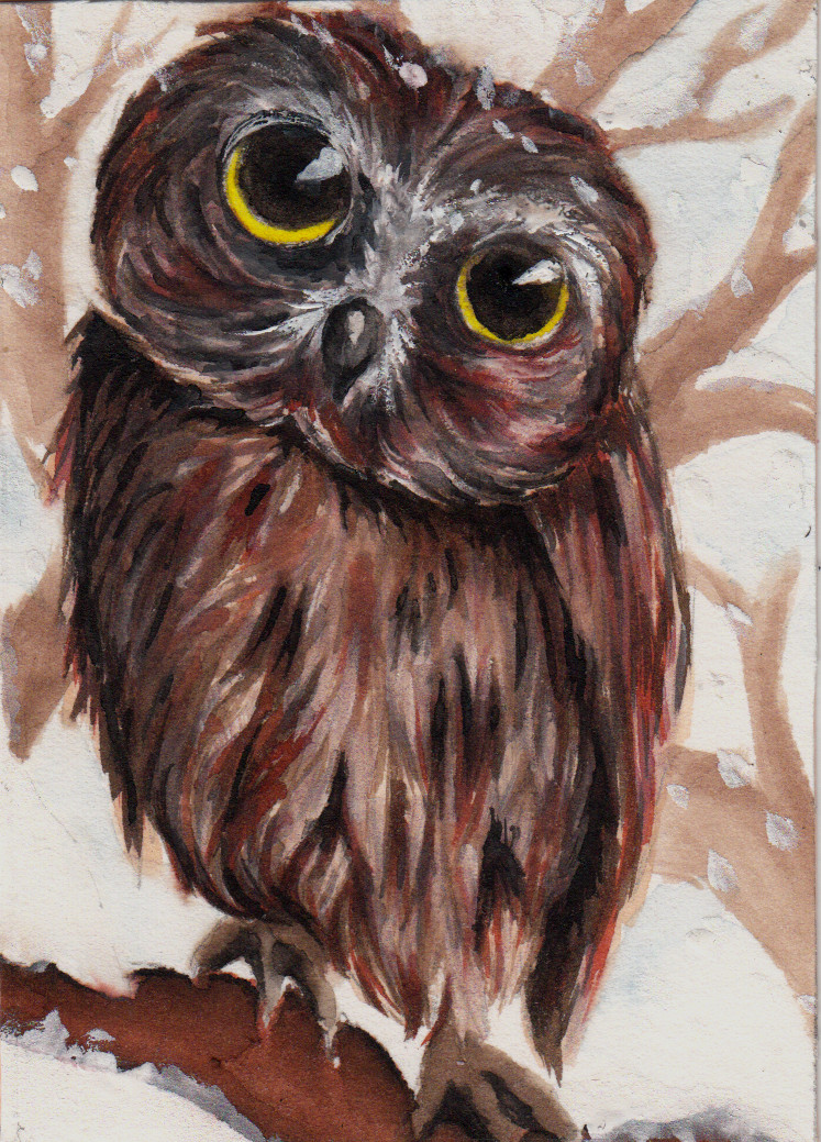 Northern saw-whet owl