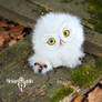 Owl Sowush 1