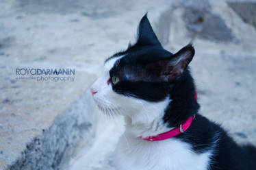 Juve the Black and White Cat