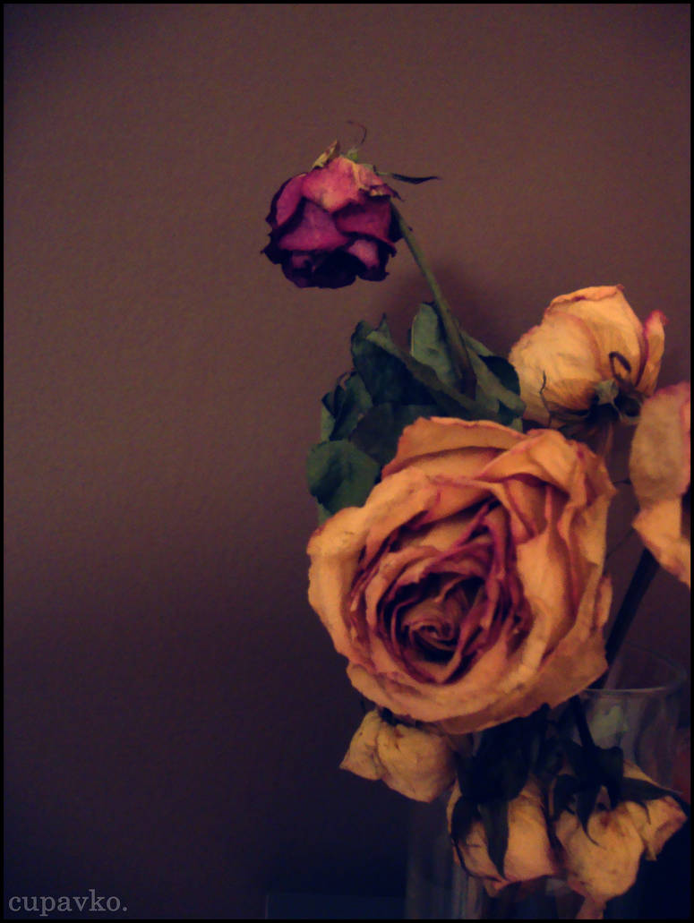 dead roses. by cupavko on DeviantArt