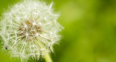 DANDELION :P