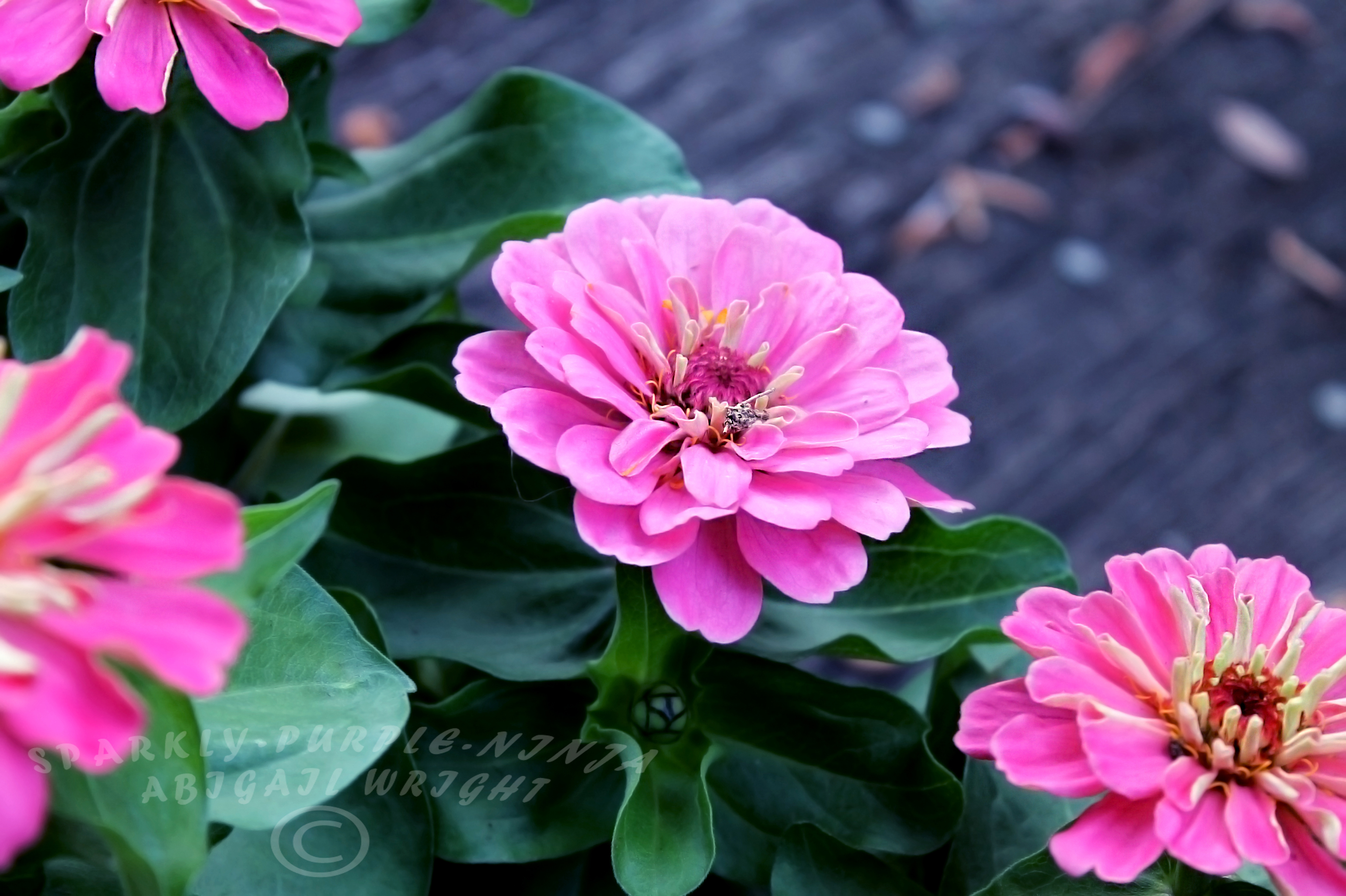 Pink Zinnias