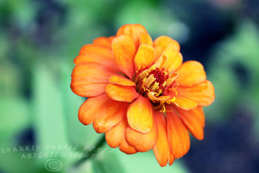 Orange Zinnia