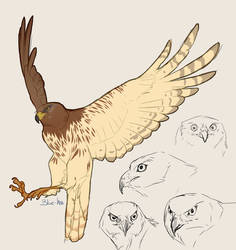 Swamp Harrier Studies