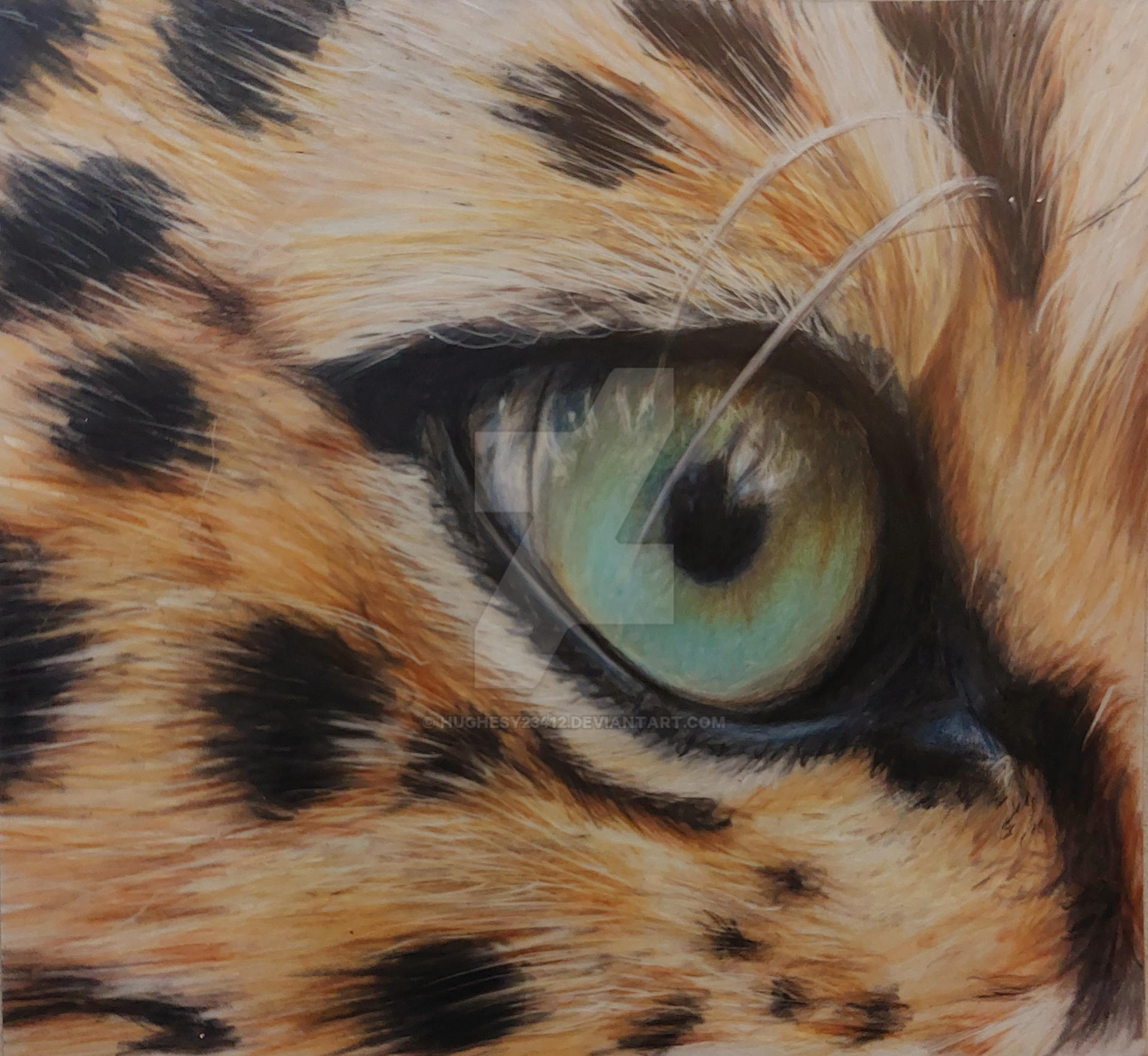 Leopard Eye Coloured Pencil Study By Hughesy23412 On DeviantArt leopard-eye-coloured-pencil-study-by-hughesy23412-on-deviantart