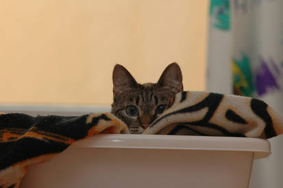 In her sleeping bowl