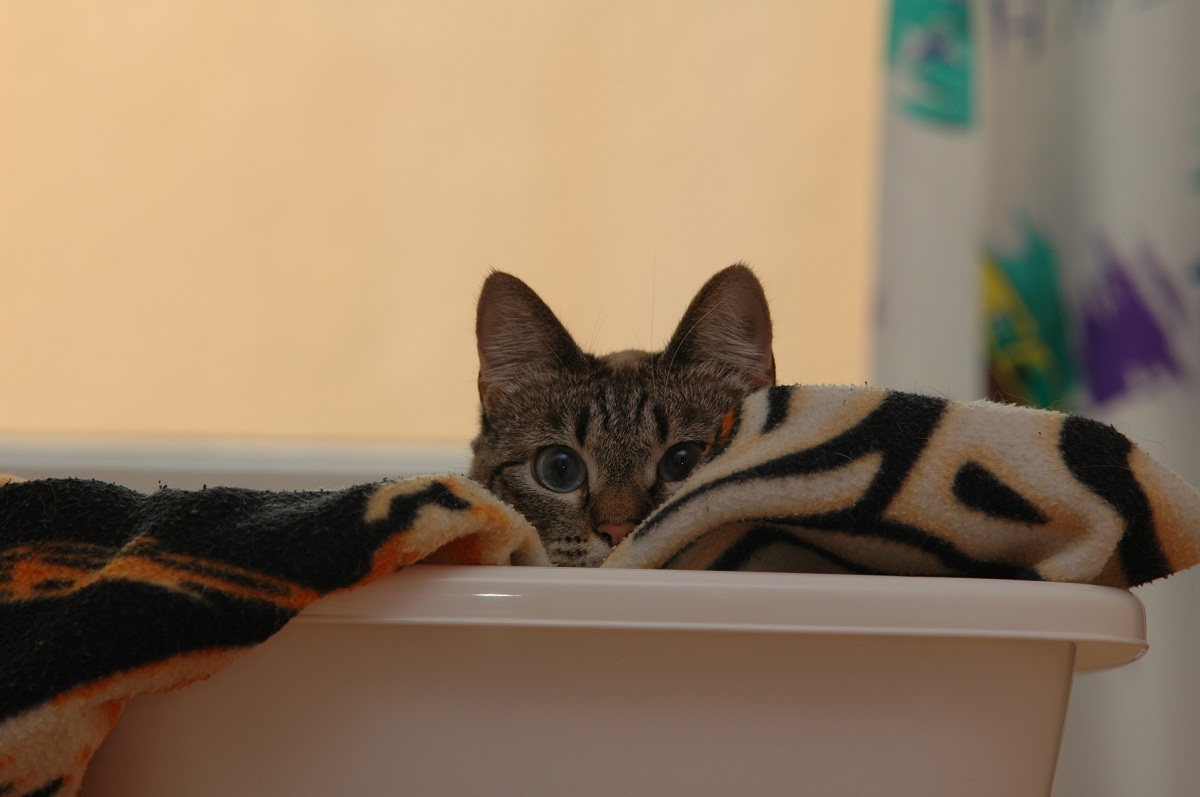 In her sleeping bowl