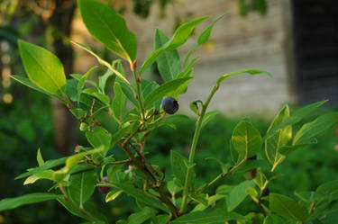 Blueberry 2