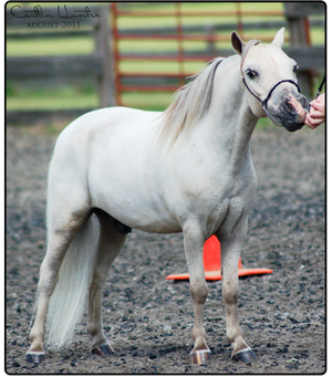 Miniature Horse Show 05