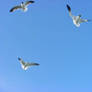 Gulls 3