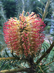 Banksia