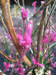 Kangaroo Paw