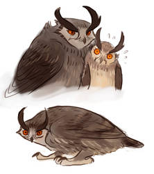 another owl??