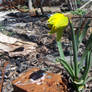 Beauty In Rubble