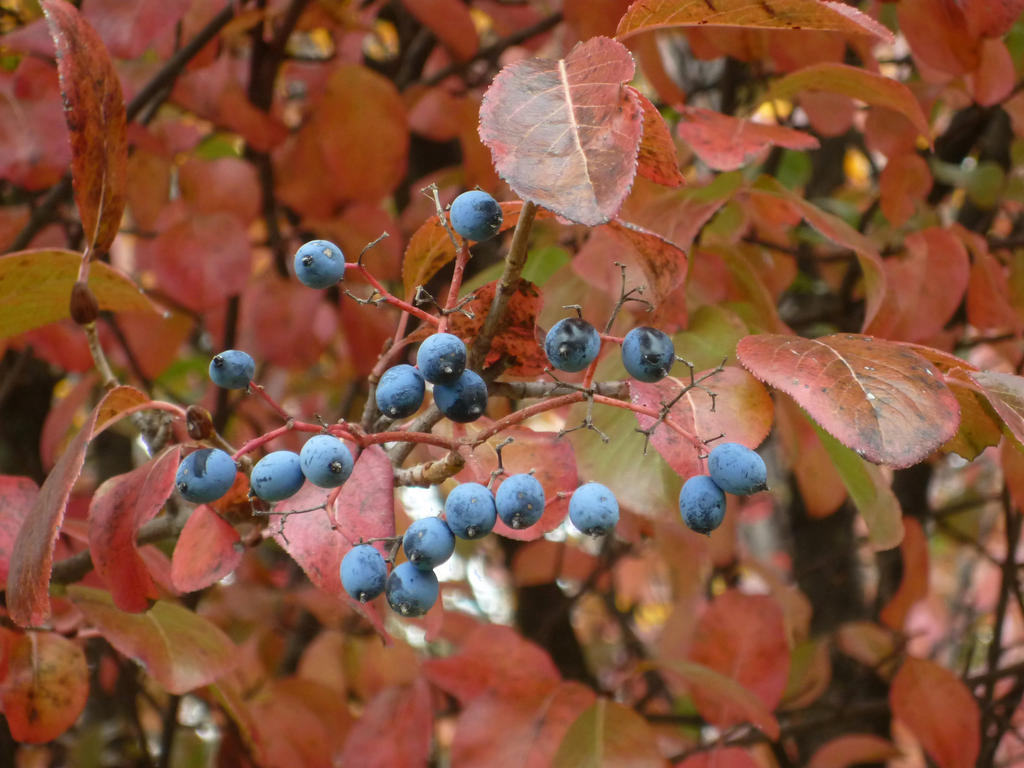 Blue Berries, Red Leaves