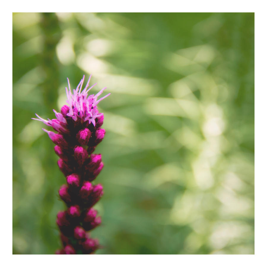 Pink Spikes