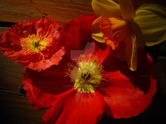 daffodil and poppies