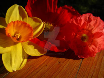 daffodil and poppies