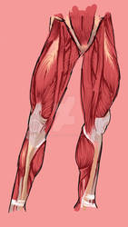 Anatomy study front legs