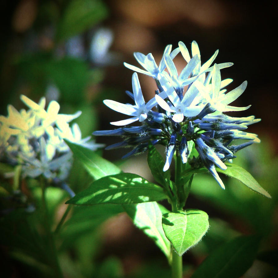 blue pointy flower