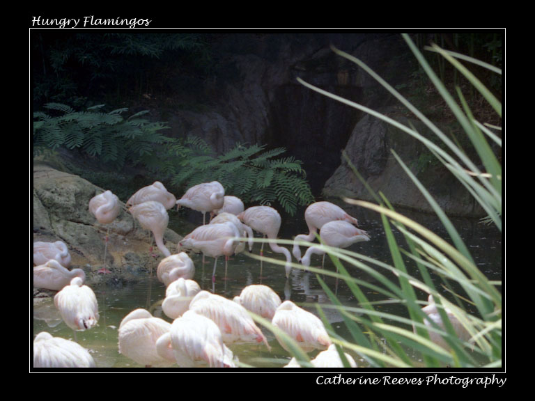 Hungry Flamingoes