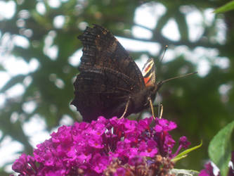 Butterfly 3