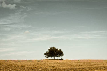 Solitary tree