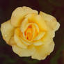 Yellow Rose