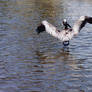 Walking on Water