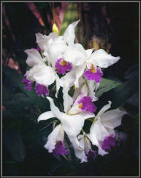 Soft Orchids