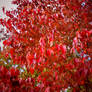 Autumn Red Leaves