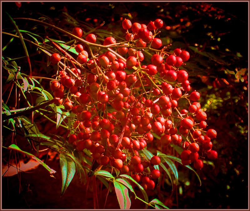 Berries in back yard