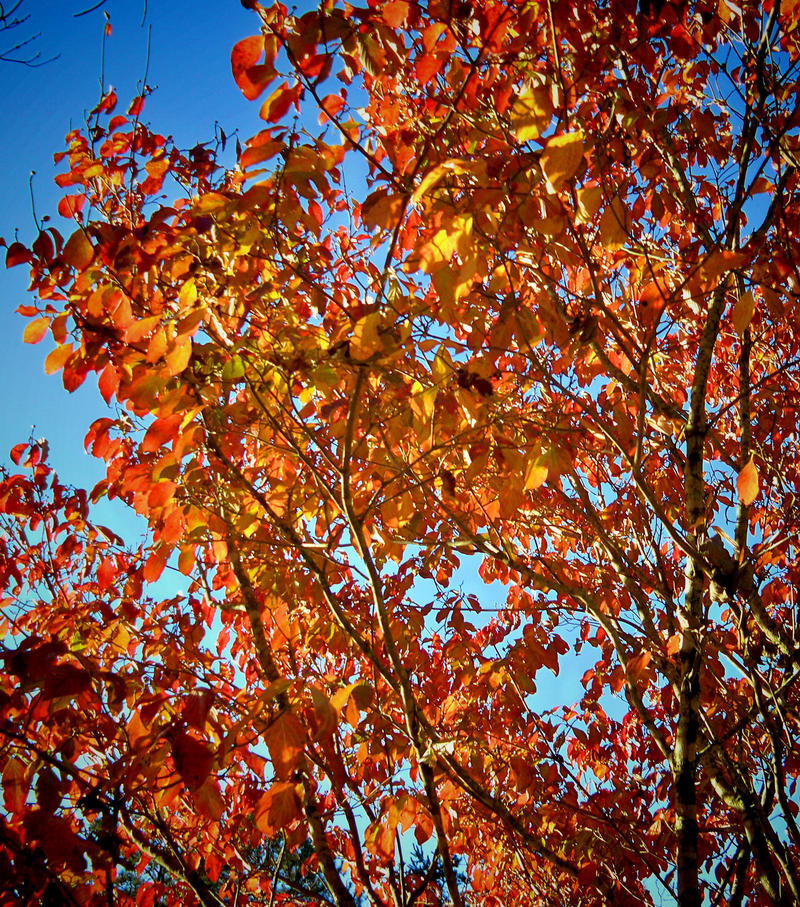 Autumn Branches