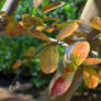 More Autumn in my yard