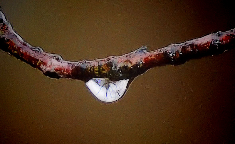 A Branch Drop