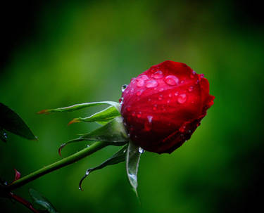 Rose bud after the rain