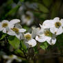 Front Yard Whites