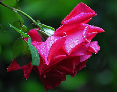 Raining on a Rose