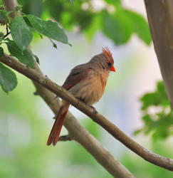 A Female Cardinal?